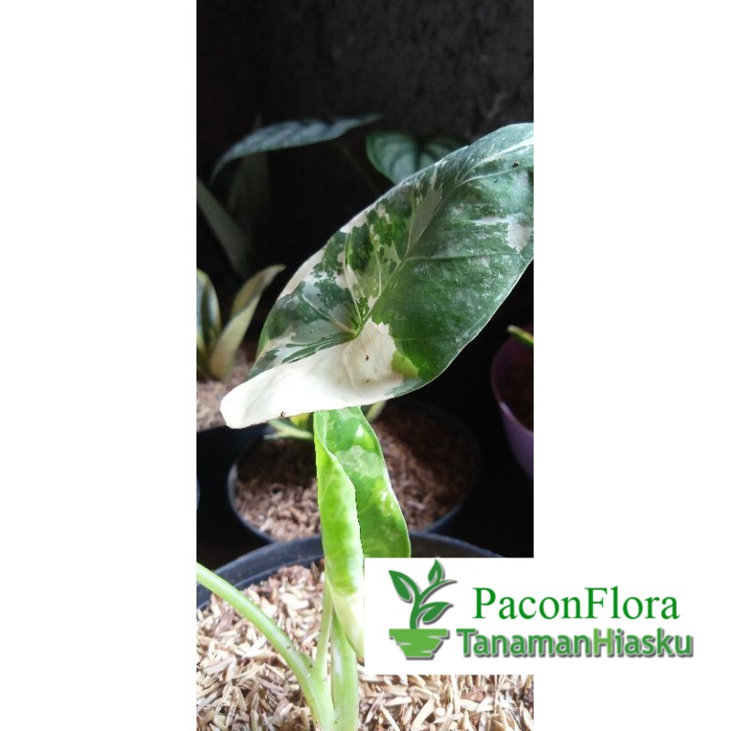 SENTE VARIGATA / TANAMAN HIAS SENTE VARIGATA / KOLEKSI