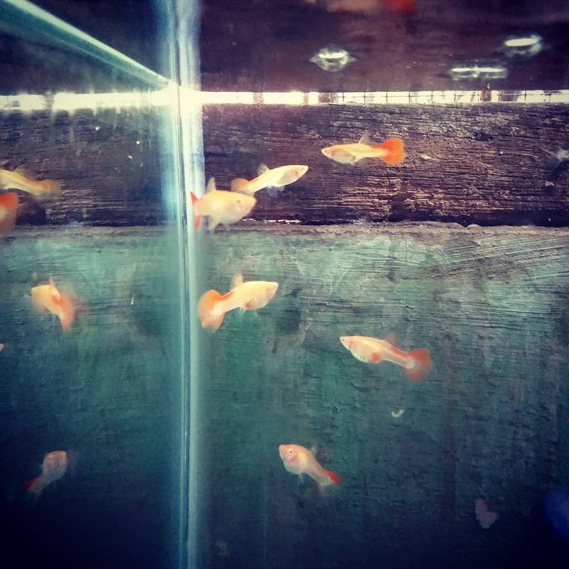 

Ikan guppy afr betina