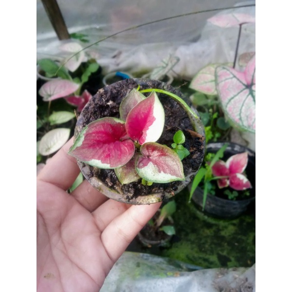 Keladi Dwi warna ori buka kultur anakan