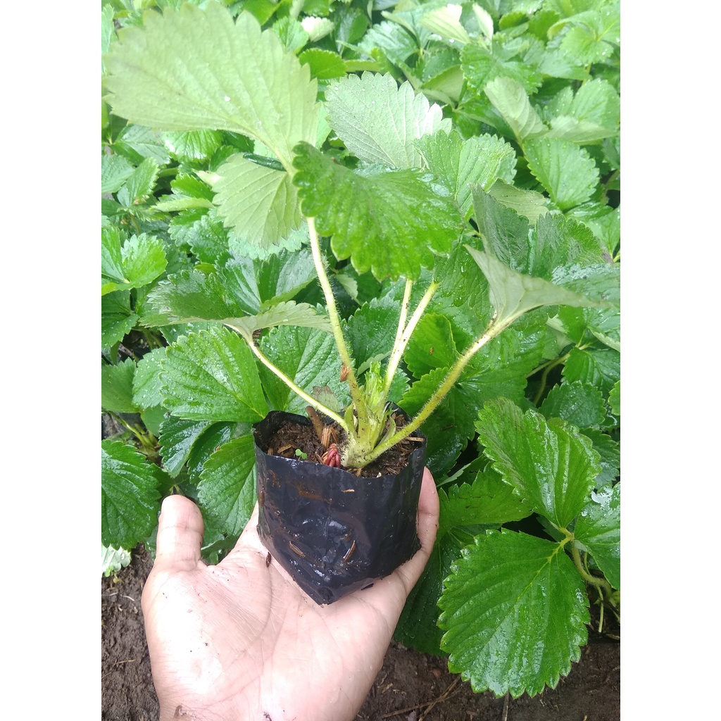 PAKET 3 TANAMAN STRAWBERRY HIDUP TANAMAN STRAWBERRY SIAP BERBUAH  STRAWBERY JEPANG TANAMAN HIAS TANAMAN BERBUAH TANAMAN BERBUNGA COD BAYAR DI TEMPAT