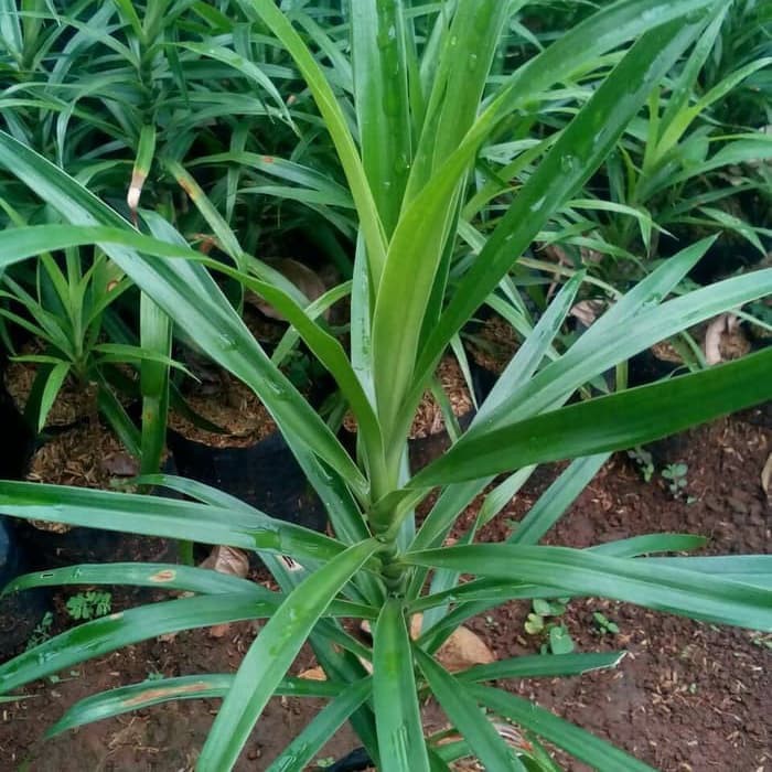 

Tanaman Pandan Suji Pewarna Makanan Alami