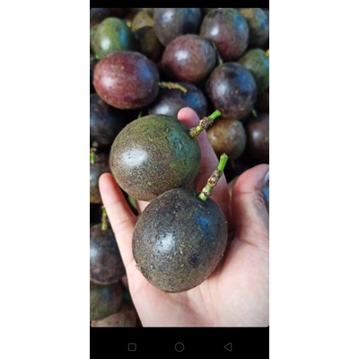 

Markisa Hitam Berat 1 kg (Pengiriman Medan)