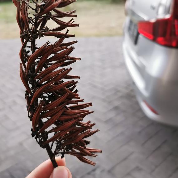 SALE KODE-491 Biji Benih Seed Kantong Semar (Nepenthes)