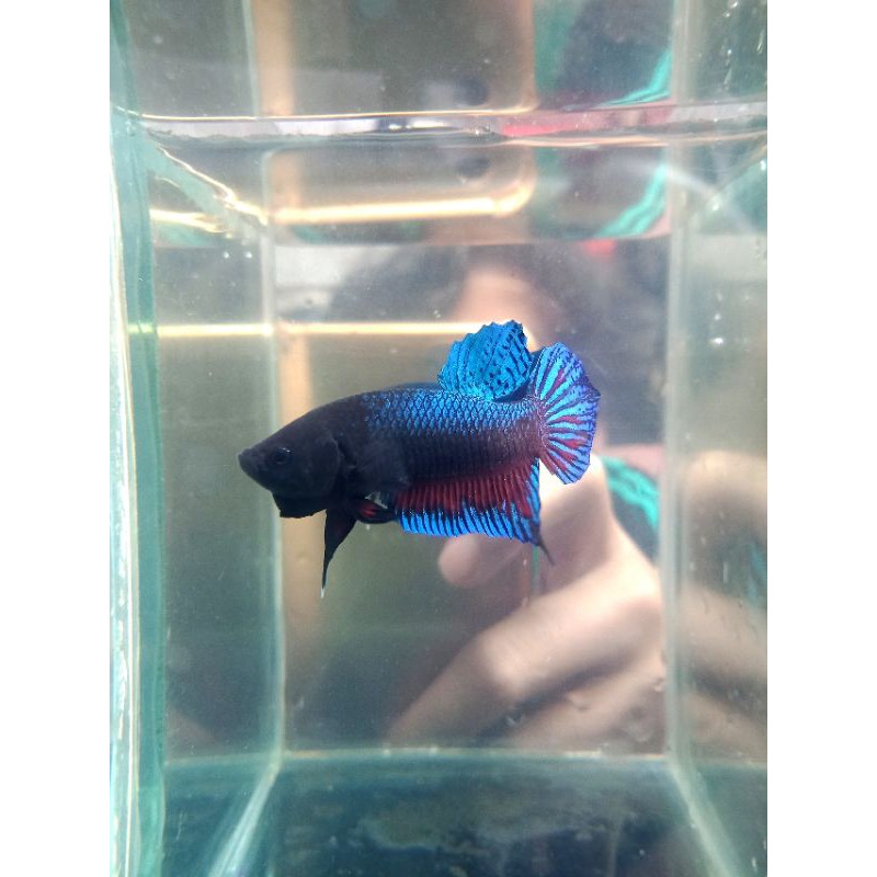 ikan cupang aduan line thailand & MDS VIP Big game