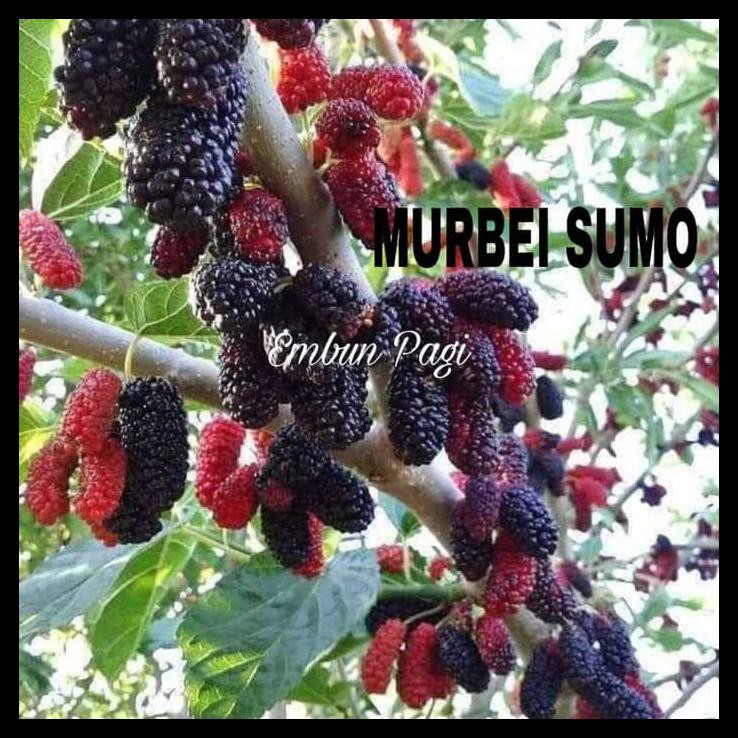 CUTTING BIBIT BUAH MURBEI SUMO MANIS