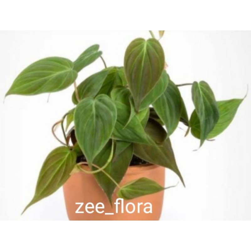 philodendron micans