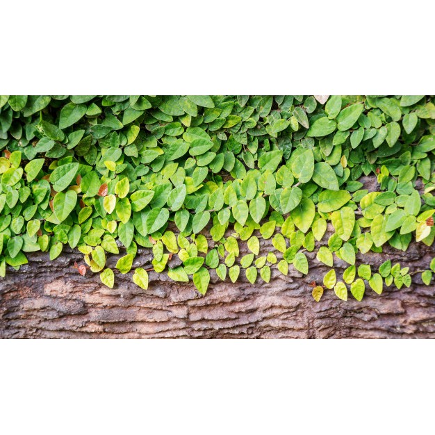 BIBIT TANAMAN HIAS BUNGA DOLAR RAMBAT DINDING ( 7 TANAMAN )