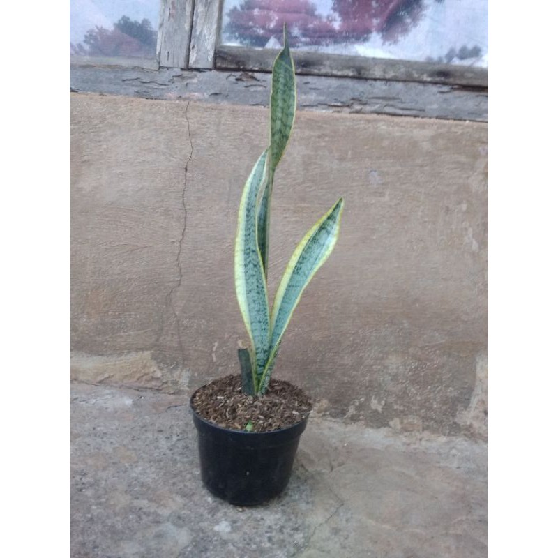 tanaman hias lidah mertua - sansivera penghirup udara - sansivera indoor outdoor plus pot hitam