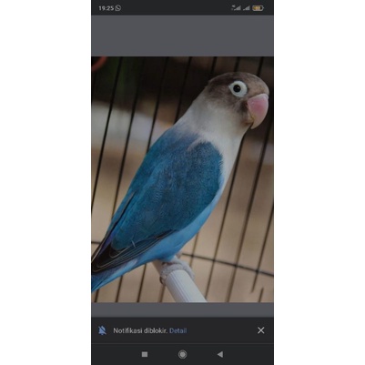 Lovebird Pastel Biru(Mangsi)