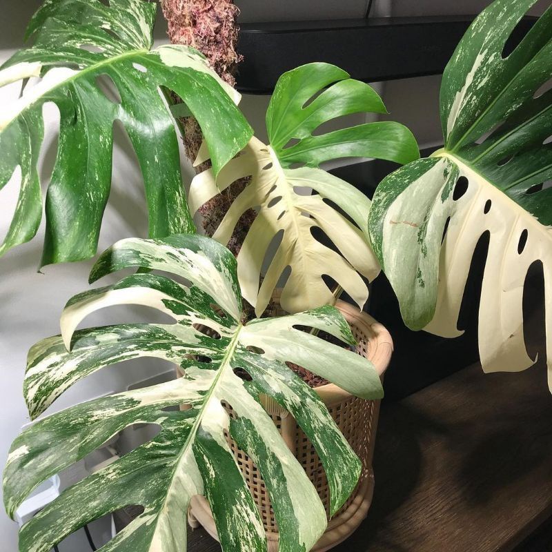 Benih batang monstera king VARIEGATA⭐⭐⭐⭐⭐