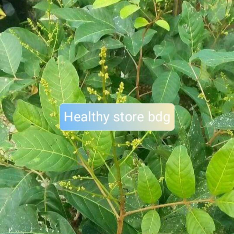 

Daun rambutan segar paket 400 gram