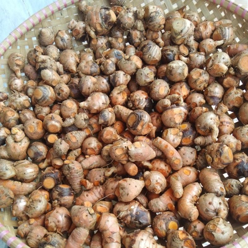 

Induk Kunyit/biang kunyit/Empu Kunyit segar 500 gram