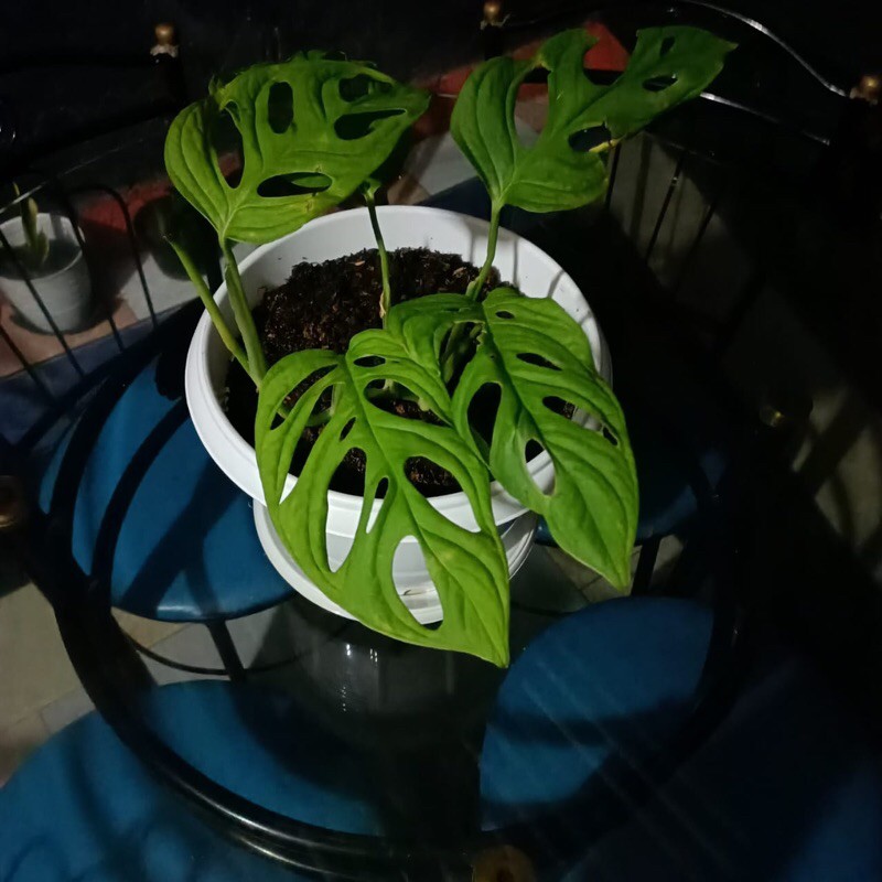 janda bolong (monstera) asli 4 daun