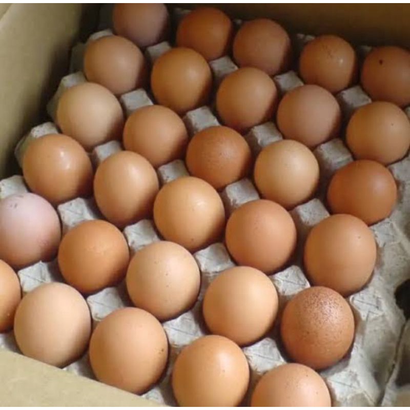 

Telur (Only Jogya)