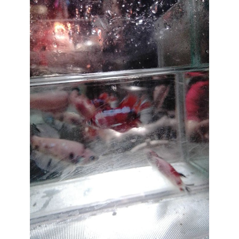 CUPANG PLAKAT MULTICALOUR/KOI/NEMO REAL PICK