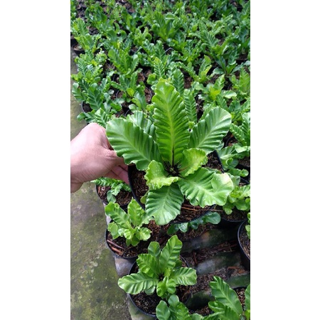 asplenium kadaka lasagna cobra