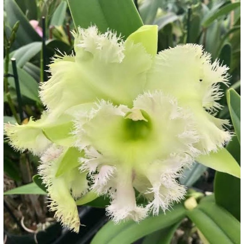 Anggrek Cattleya Bunga Besar