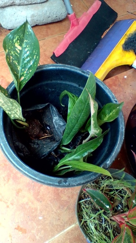 Tanaman Hias Bibit Anturium Linet