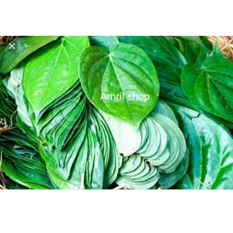 

Daun sirih hijau daun herbal