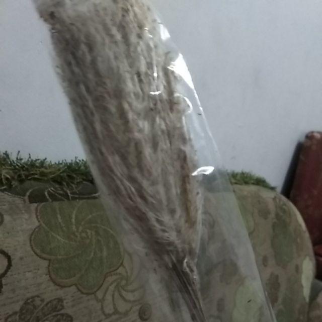 ILALANG BUNGA ILALANG BUNGA DRIED FLOWER BUNGA ILALANG BUNGA ILALANG BUNGA DRIED FLOWER BUNGA