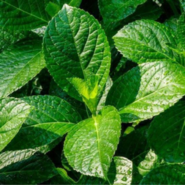 

DAUN KEJI BELING SEGAR 500 GRAM