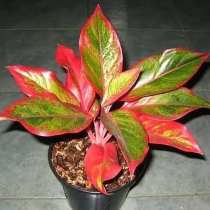 Tanaman Hias Aglonema Red Lipstick - Pusat Aglonema