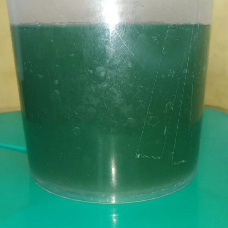 Starter Bibit Green Water Chlorella