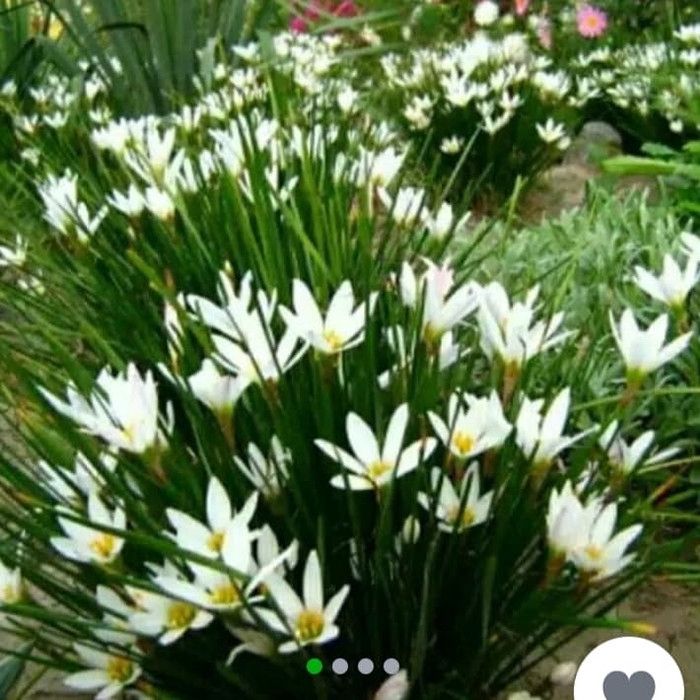 tanaman hias kucai tulif bunga putih bunga kucai