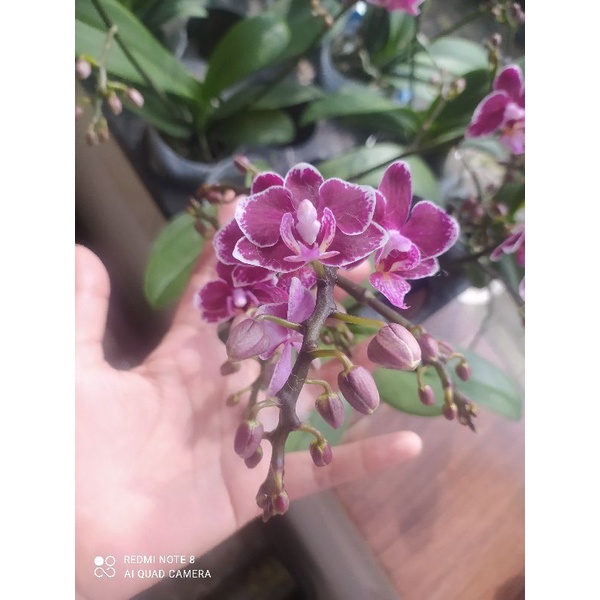 anggrek bulan berbunga import Taiwan bisa pilih warna