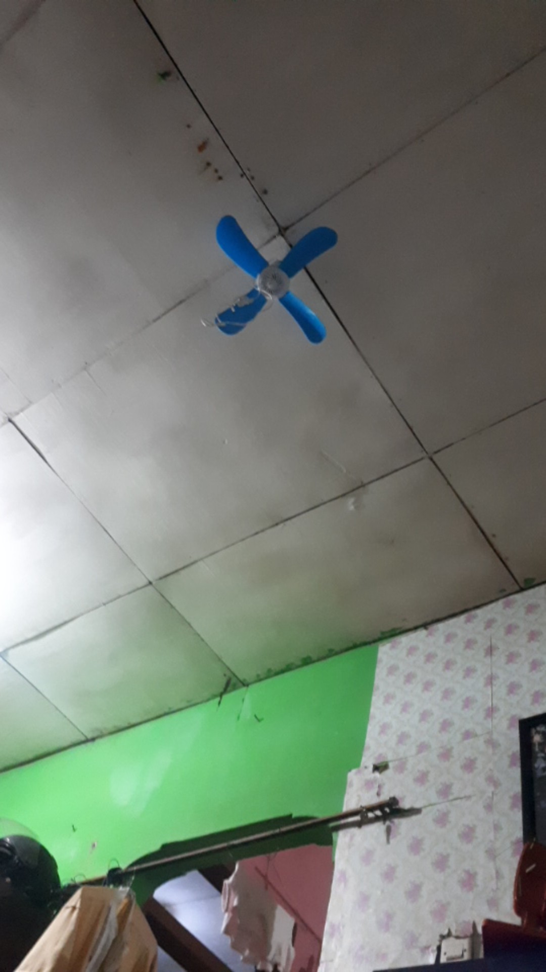 Paku Payung Kecil Paku Pines Paku Jaring Nyamuk Paku Karpet Paku Kecil