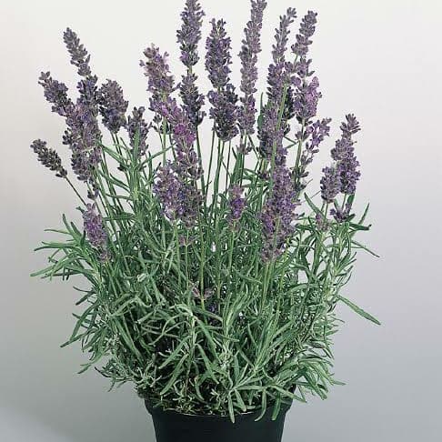 Tanaman Lavender Asli/ / Lavandula Angustifolia / English Lavender