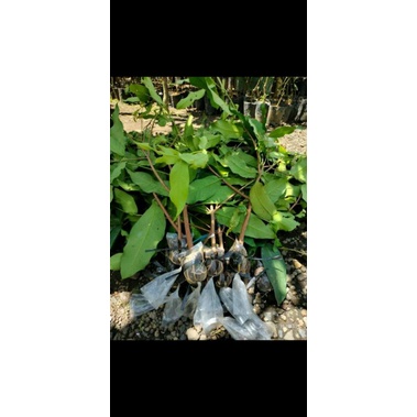 CANGKOK JAMBU AIR MADUDELI