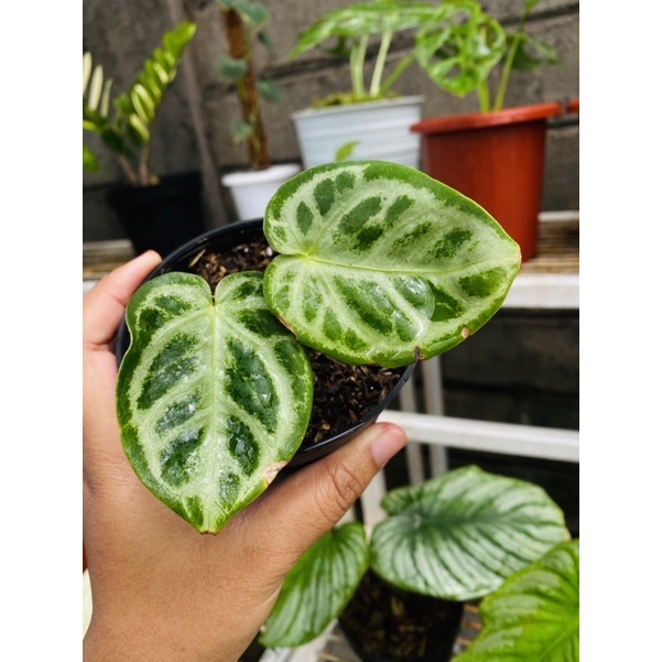 baby anthurium silver x dorayaki