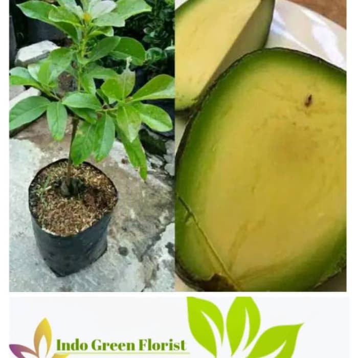 BIBIT ALPUKAT TANPA BIJI HASIL OKULASI