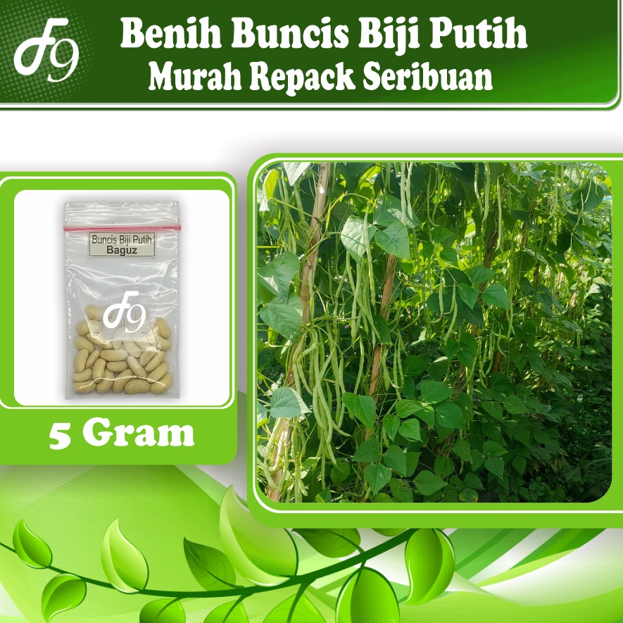 Benih Buncis Biji Putih Murah Repack Seribuan