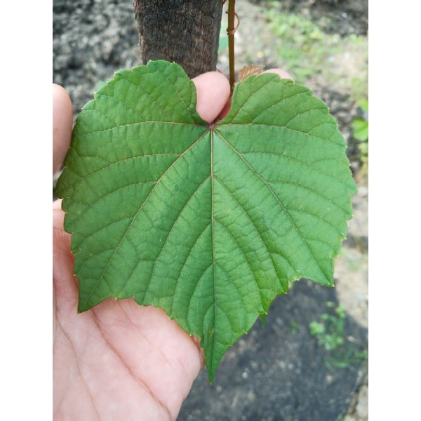 Cutting Anggur Rootstock Kober5bb