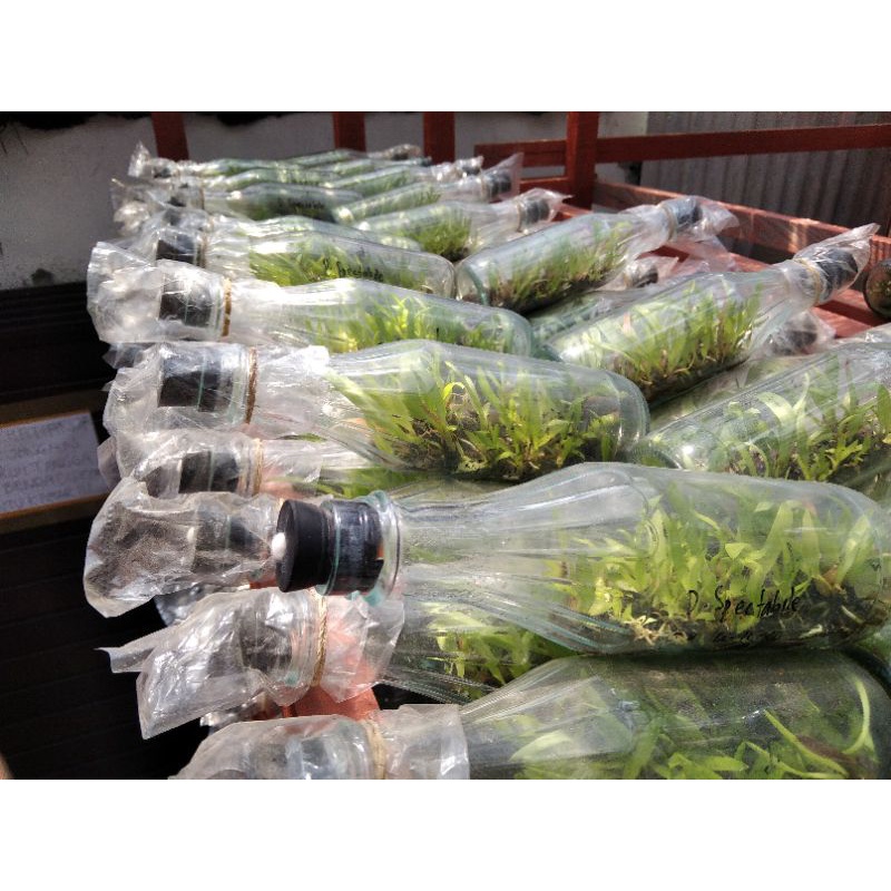 bibit botol Dendrobium spectabile