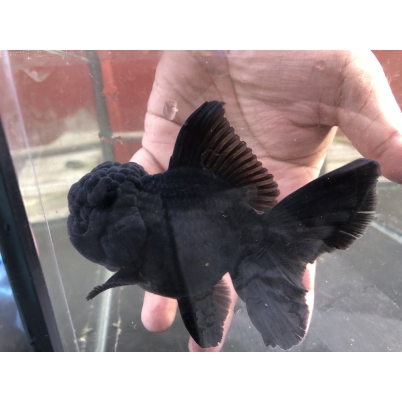 IKAN KOKI BLACK ORANDA 10 cm