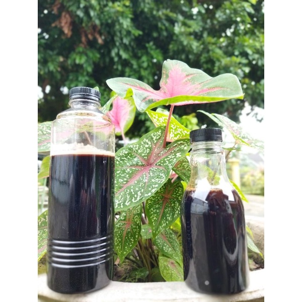 

MADU ASLI DARI TUNGKAL