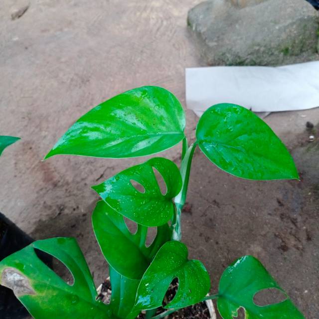 MONSTERA - Tanaman rambat monstera