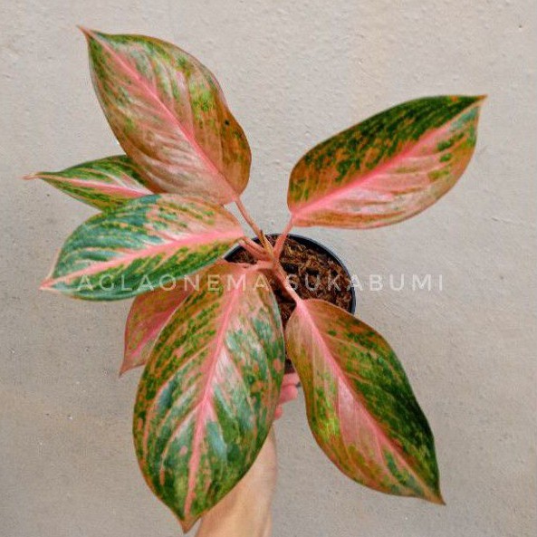 aglonema golden baby aglaonema
