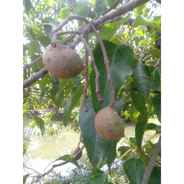 Muncang Adu Yanti  Sagara Cangklongan Hulbun Sampai Full Tua