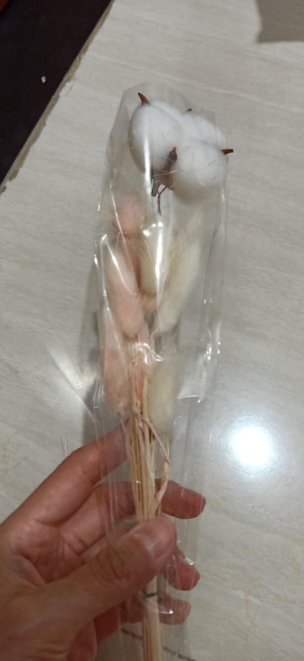 Dried Cotton Bunga Kapuk Bunga Kapas Kering