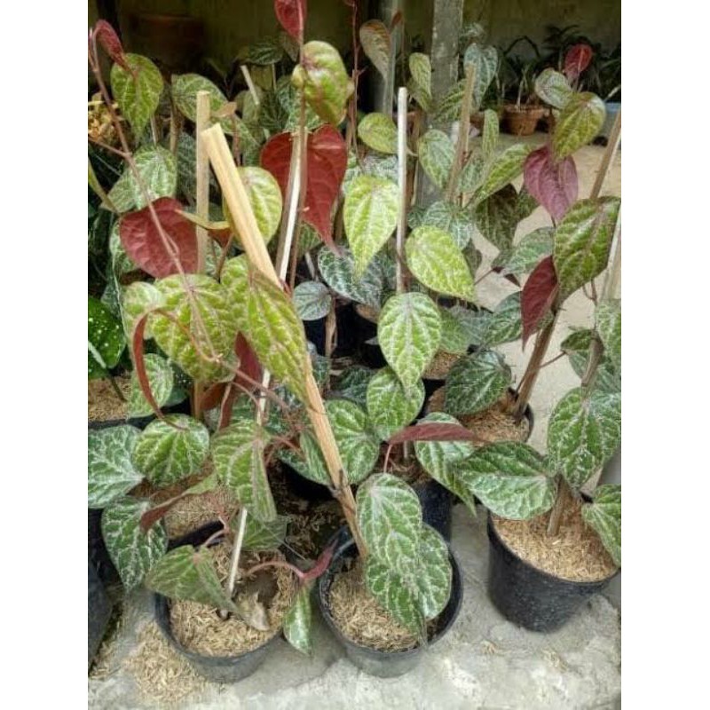 Daun sirih merah benih nya