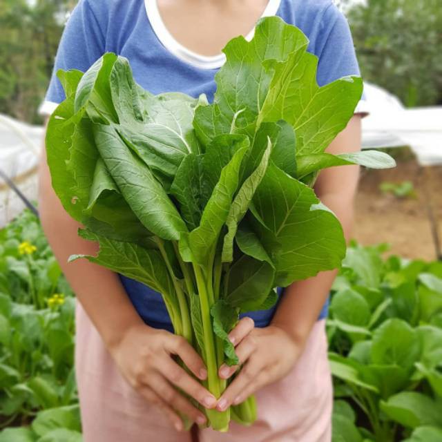 PAKET BERKEBUN DI RUMAH / PAKET KEBUN 4 / BENIH SAYURAN BUAH &amp; BUNGA