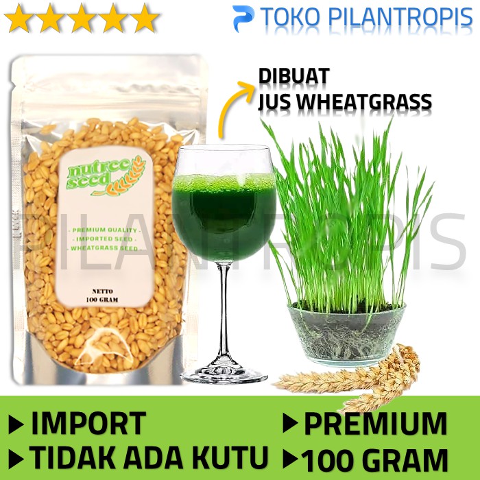 BENIH RUMPUT GANDUM UNTUK KUCING 100GR BIBIT CAT GRASS MICROGREEN SEED BIIJ WHEATGRASS MURAH [COD]