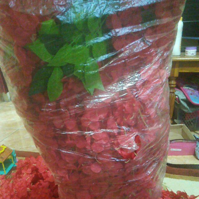 Wisteria Jumbo Merah Wjm