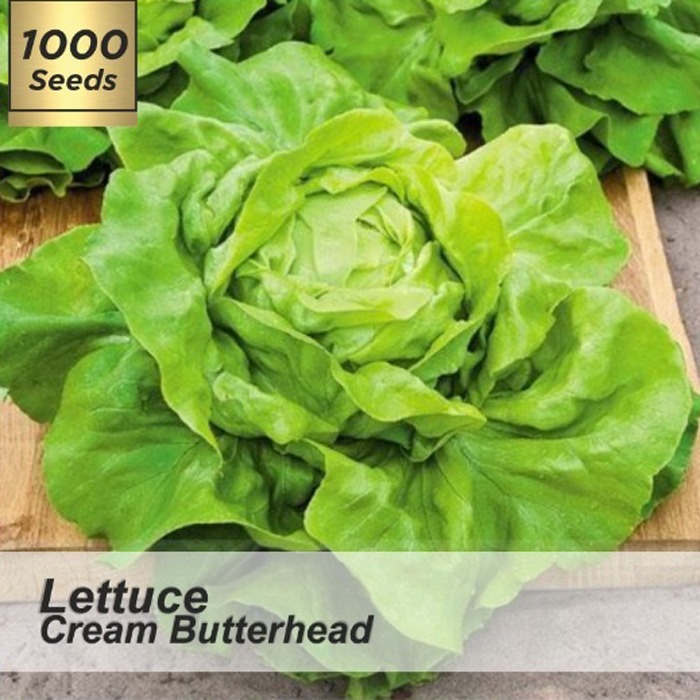 Benih Lettuce Cream Butterhead / Biji / Bibit Lettuce Butterhead / Benih Lettuce Cream Butterhead