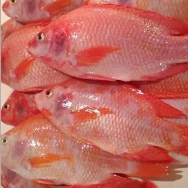 

Ikan Nila Merah Fresh