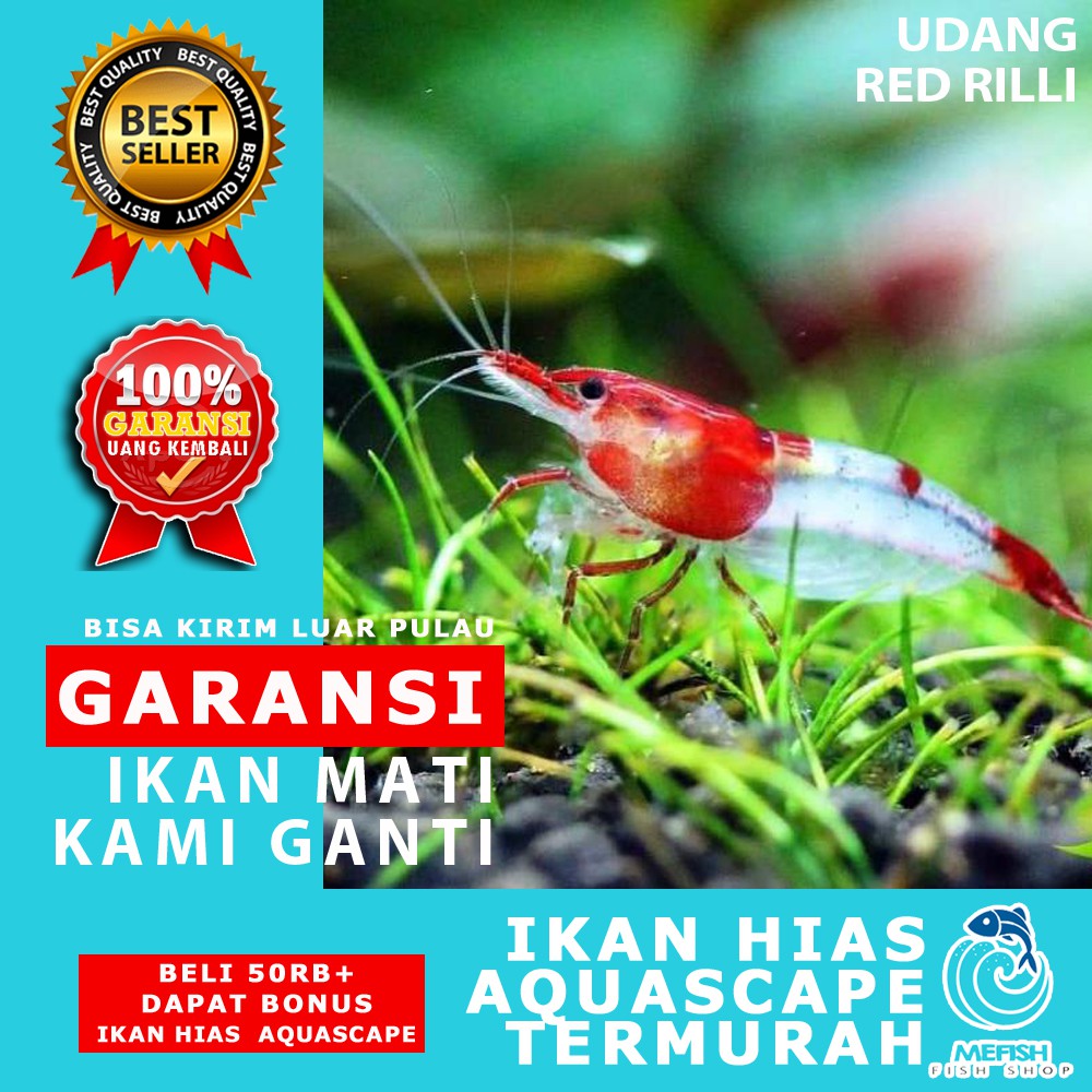 Udang Aquascape / Udang Hias Aquascape / Udang Hias Aquarium - MEFISH_ID ( RED RILLI )